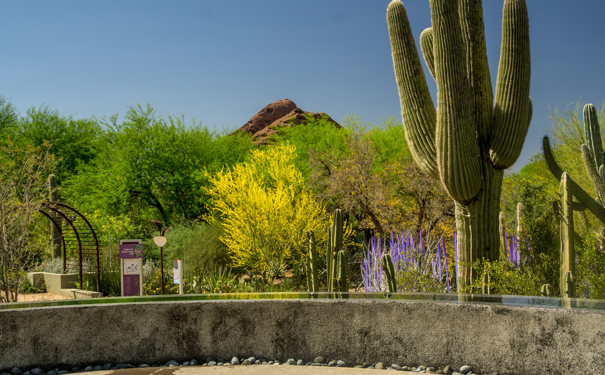 botanischer garten der wüste in phönix