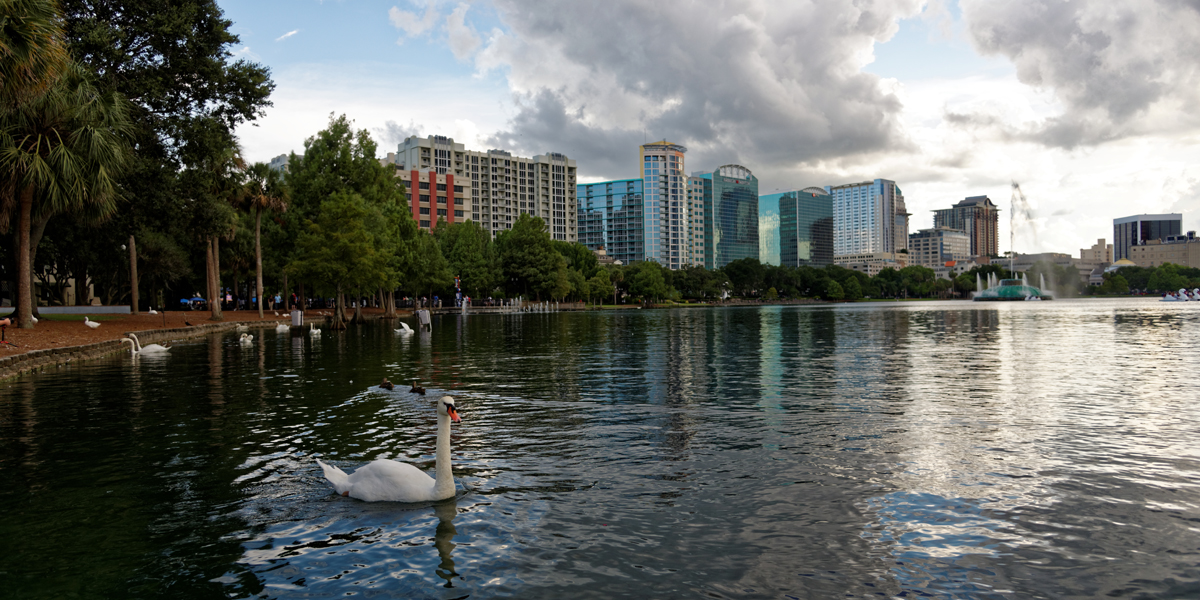 schwäne am eola-see in orlando fl